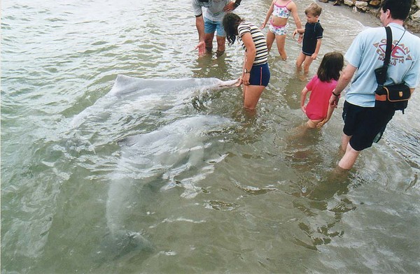 Dolphins